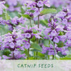 Grow Your Own Plants - 3 Varieties Loved by Cats