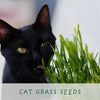 Grow Your Own Plants - 3 Varieties Loved by Cats