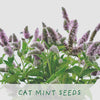Grow Your Own Plants - 3 Varieties Loved by Cats