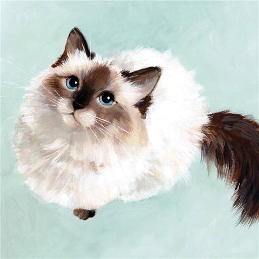 Ragdoll Cat Greetings Card Any Occasion