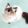 Ragdoll Cat Greetings Card Any Occasion