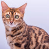 5D Diamond Painting Kit - Bengal Cat Annie (Exclusive)