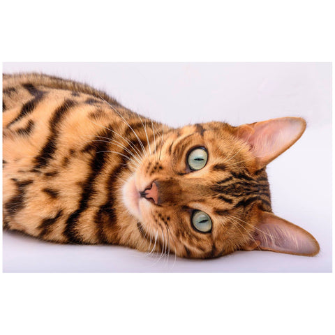 5D Diamond Painting Kit - Bengal Cat Spike (Exclusive)