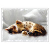 Denise Laurent Cat Greetings Card - All Curled Up